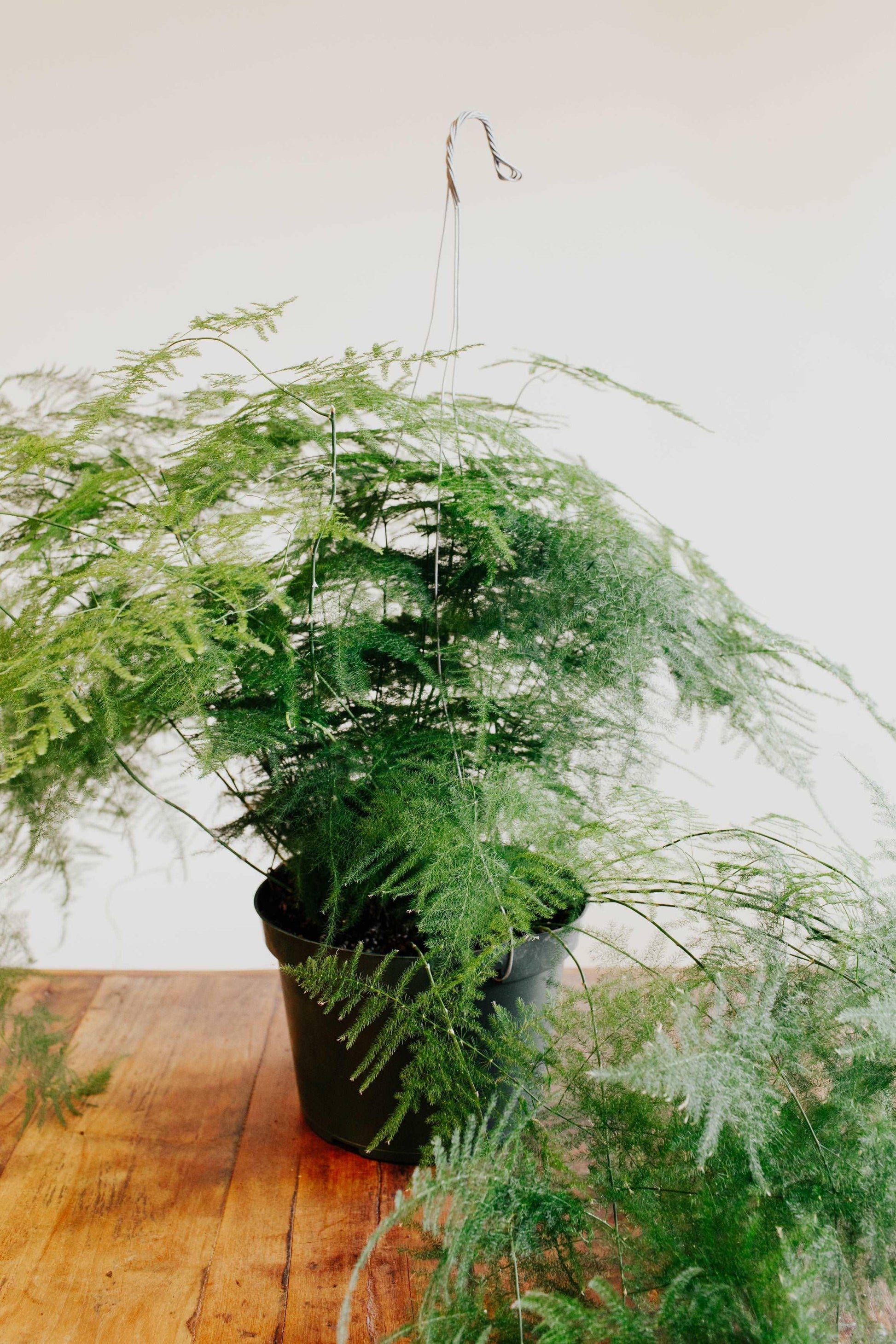 Asparagus Fern 5 Gal. - Support Local - Chico Support Local – Chico