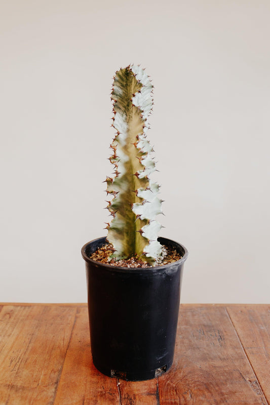 Euphorbia Ingens 'Amak Variegata'
