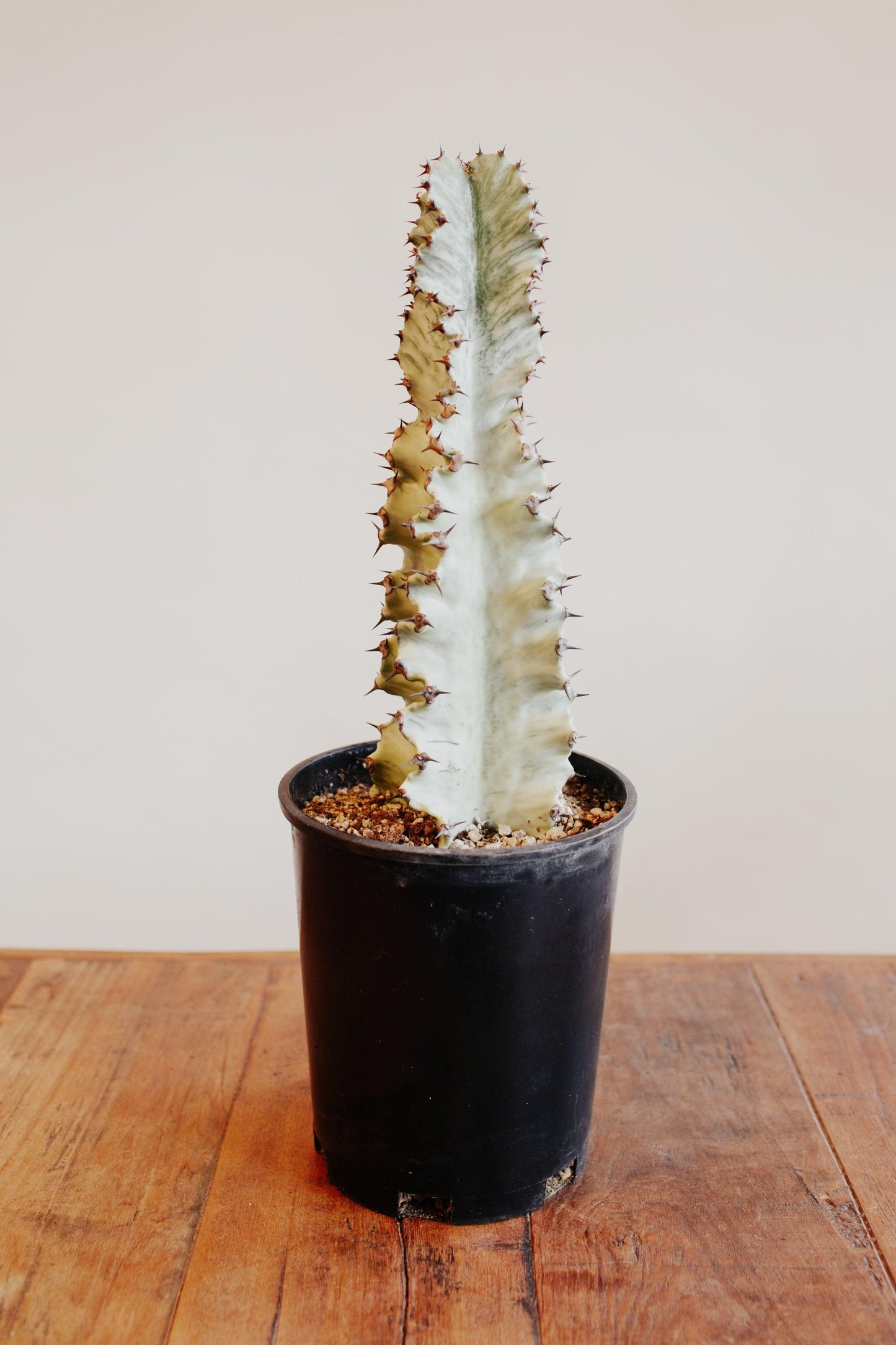 Euphorbia Ingens 'Amak Variegata'