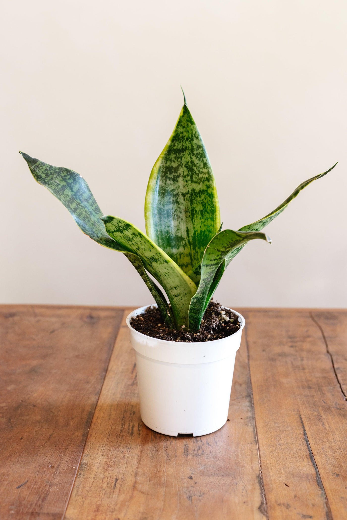 Sansevieria 'Twisted sister'