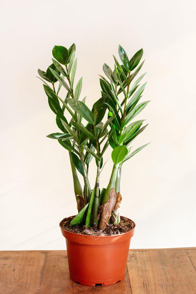 Zamioculcas zamiifolia 'Zz plant'