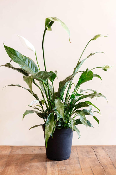Domino peace lily
