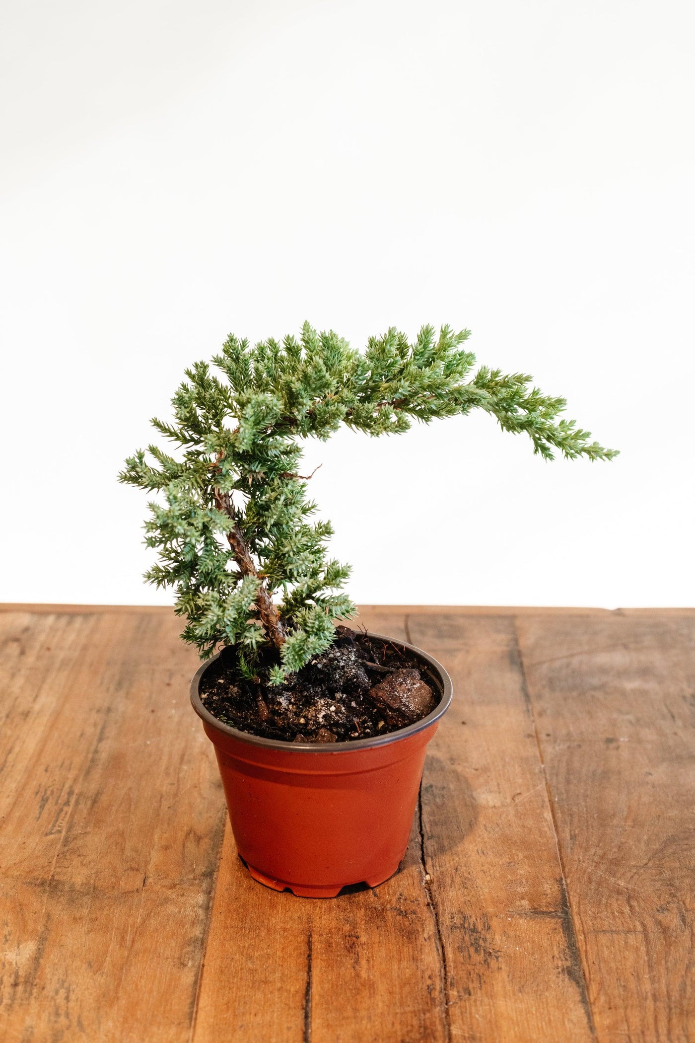 Juniperus 'Juniper' bonsai