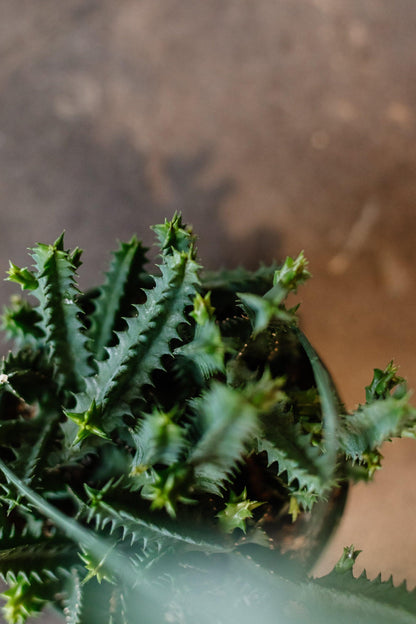 Huernia Zebrina 'Lifesaver Plant'