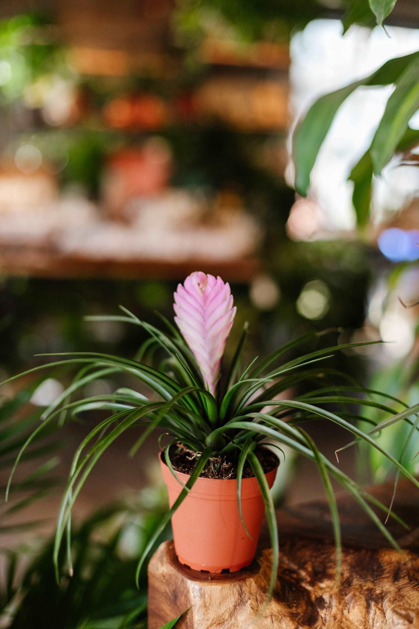 Bromeliad 'Pink quill'
