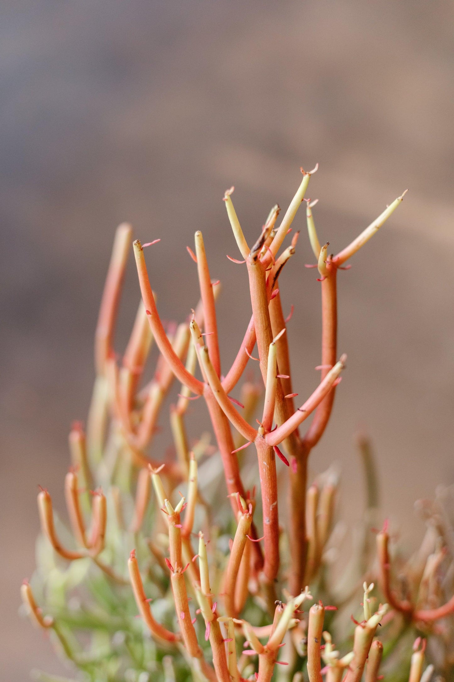 Euphorbia Tirucalli 'Firestick'